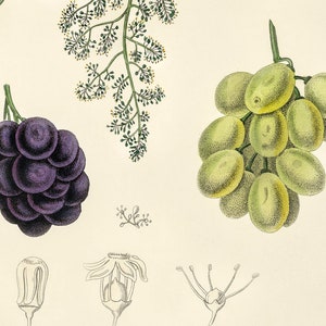 Common Grape Vine Vitis Vinifera Illustration Botanicals Antique Plant Drawings Kitchen Art Decorative Print BUY 3 Get 4th PRINT FREE image 3