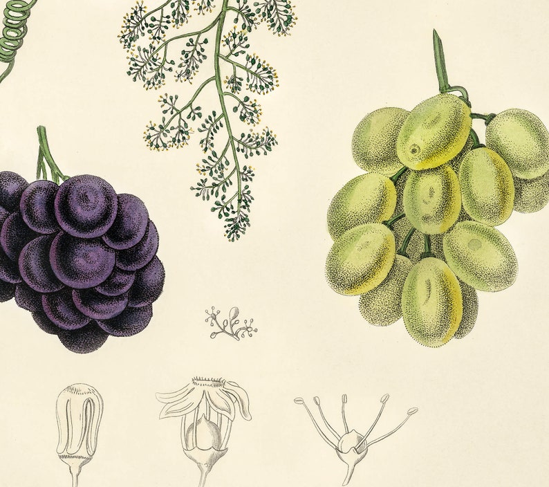 Common Grape Vine Vitis Vinifera Illustration Botanicals Antique Plant Drawings Kitchen Art Decorative Print BUY 3 Get 4th PRINT FREE image 3