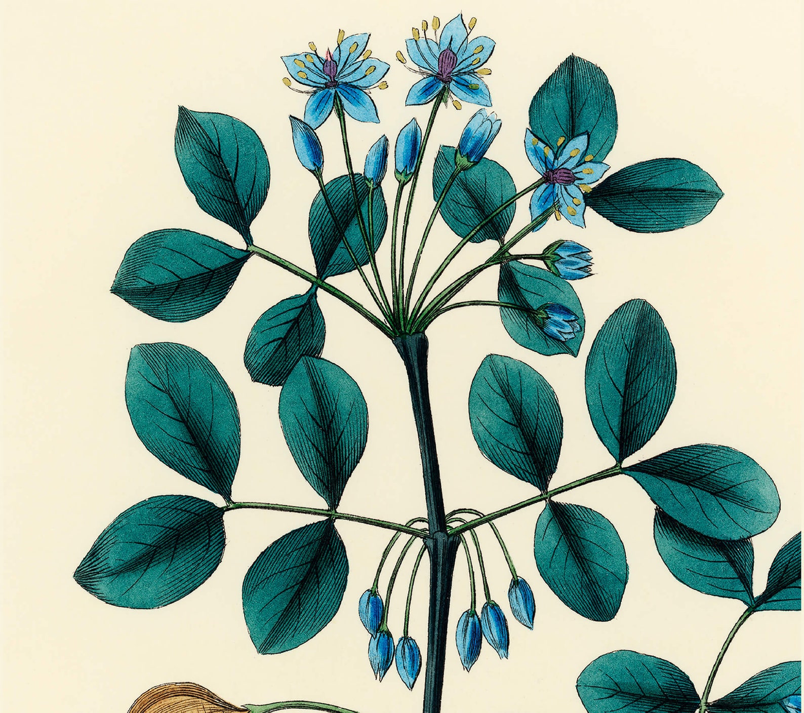 Guaiacwood guaiacum Officinale Illustration Vintage - Etsy