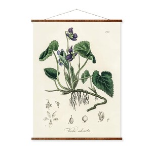 English Violet Flower Illustration Vintage Botanicals Antique Plant Drawings Ready to Hang Kitchen Decorative Canvas Scroll