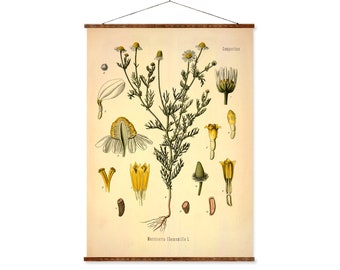 Chamomile (Matricaria Chamomilla) Vintage Medical Botanicals Antique Plant and Herb Drawings Ready to Hang Kitchen Art Decor Canvas Scroll