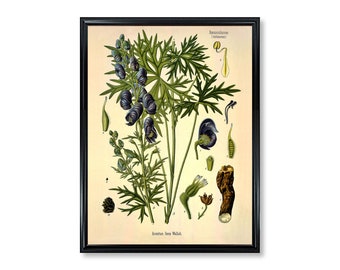 Indian Aconite Medical Plant Botanicals Floral Antique Plant and Herb Drawings  Kitchen Art Decorative Print BUY 3 Get 4th PRINT FREE