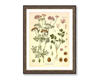 Coriander Coriandrum Sativum Vintage Medical Botanicals Antique Plant and Herb Drawings Kitchen Art Decor BUY 3 Get 4th PRINT FREE