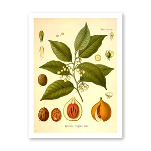 Nutmeg Myristica Fragrans Houtt Vintage Medical Botanicals Antique Plant and Herb Drawings Kitchen Decor Print BUY 3 Get 4th PRINT FREE image 3