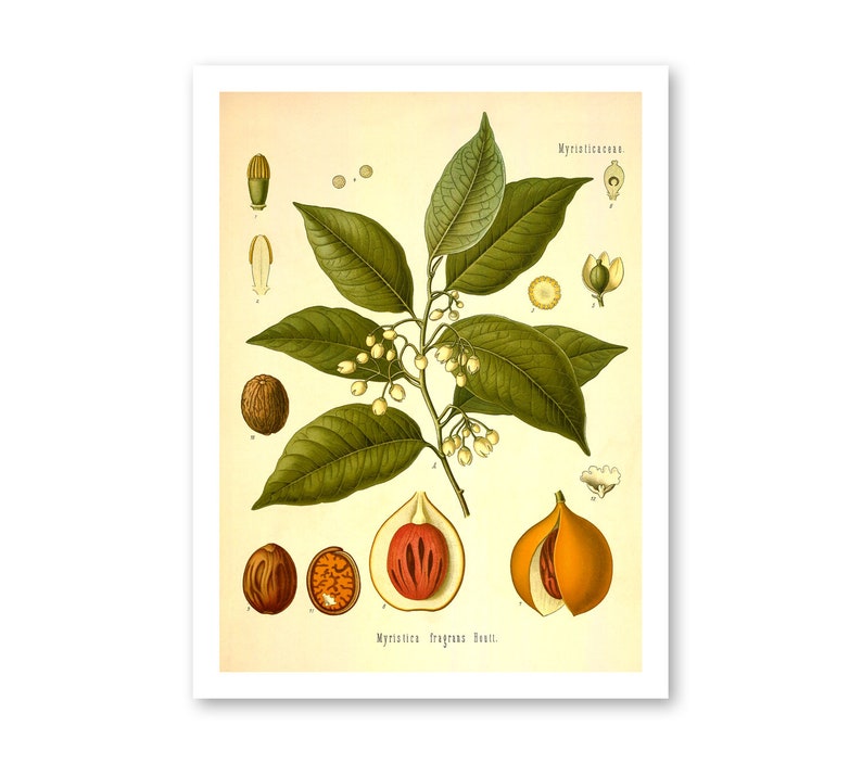 Nutmeg Myristica Fragrans Houtt Vintage Medical Botanicals Antique Plant and Herb Drawings Kitchen Decor Print BUY 3 Get 4th PRINT FREE image 3