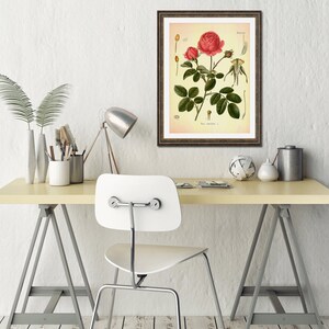 Cabbage Rose Vintage Medical Botanicals Rosa Centifolia Antique Plant and Herb Drawings Kitchen Art Decor BUY 3 Get 4th PRINT FREE image 2