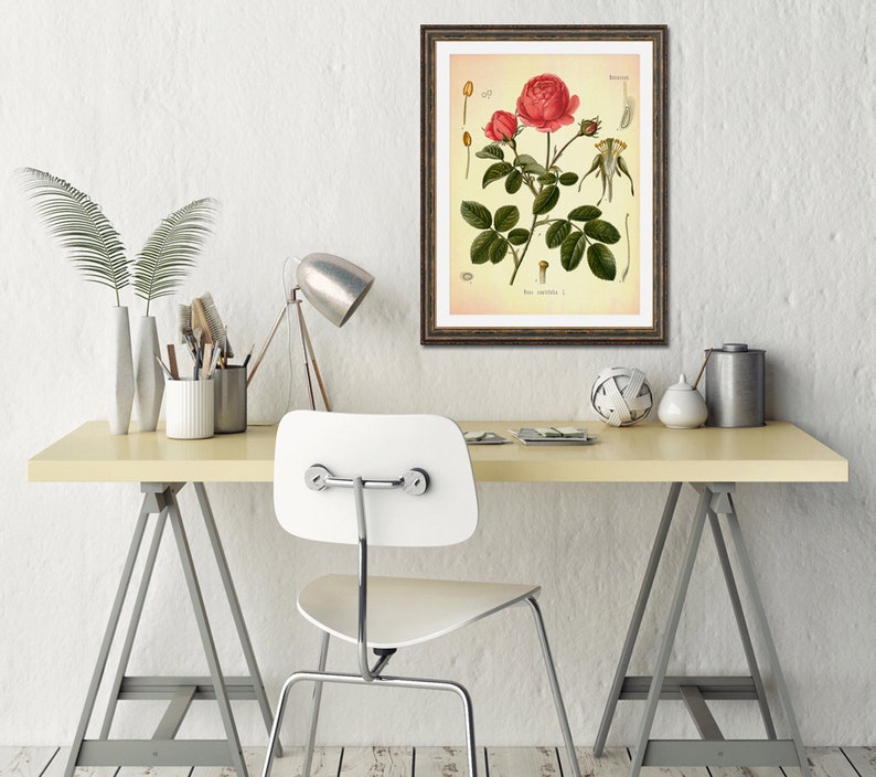 Cabbage Rose Vintage Medical Botanicals Rosa Centifolia Antique Plant and Herb Drawings Kitchen Art Decor BUY 3 Get 4th PRINT FREE image 2