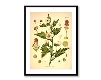 Marshmallow Malvaceae Althaea Officinalis Vintage Medical Botanicals Antique Plant and Herb Drawing Kitchen Art BUY 3 Get 4th PRINT FREE