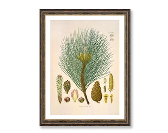 Pine Botanical Wall Art: Vintage Medical Plant Drawing - Rustic Decor
