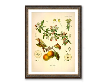 Apple Vintage Medical Botanicals Pirus Malus Antique Plant and Herb Drawings Kitchen Art Decorative Print BUY 3 Get 4th PRINT FREE