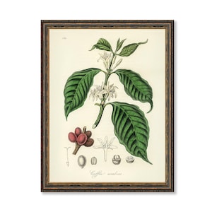 Coffea Arabica Illustration Vintage Botanicals - Antique Kitchen Art Decorative Print