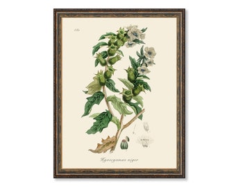 Henbane Nightshade Botanicals Floral Antique Plant and Herb Drawings  Kitchen Art Decorative Print BUY 3 Get 4th PRINT FREE