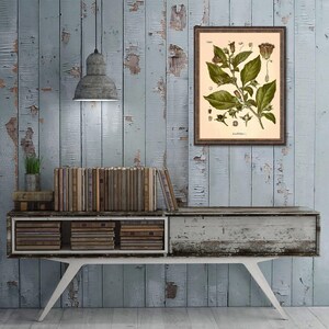 Deadly Nightshade Print: Vintage Botanical Art of Atropa Belladonna afbeelding 3