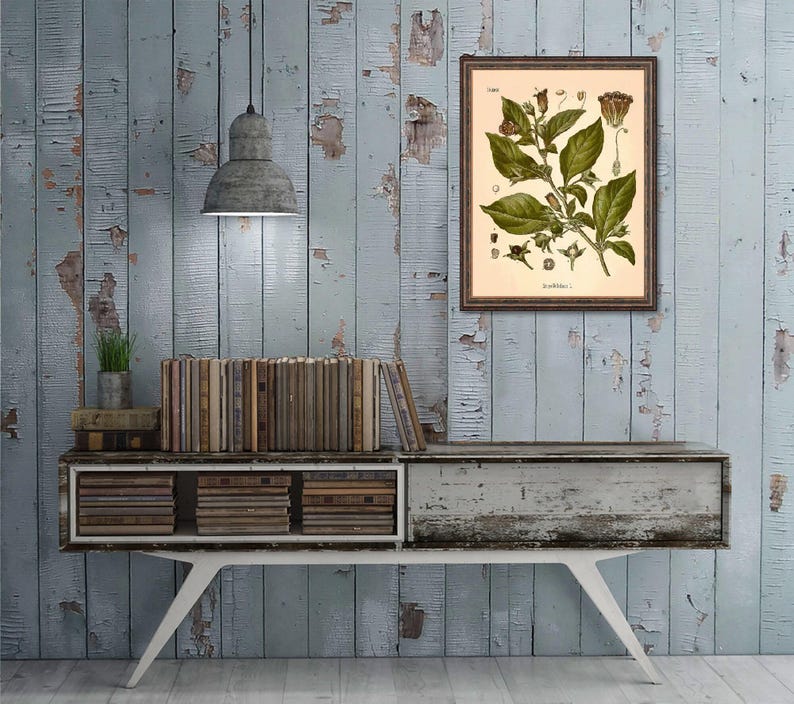 Deadly Nightshade Print: Vintage Botanical Art of Atropa Belladonna afbeelding 3