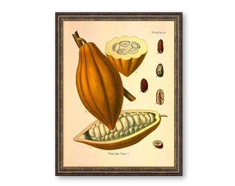 Theobroma Cacao Botanical Antique Plant and Herb Drawings Kitchen Art Decorative Print BUY 3 Get 4th PRINT FREE