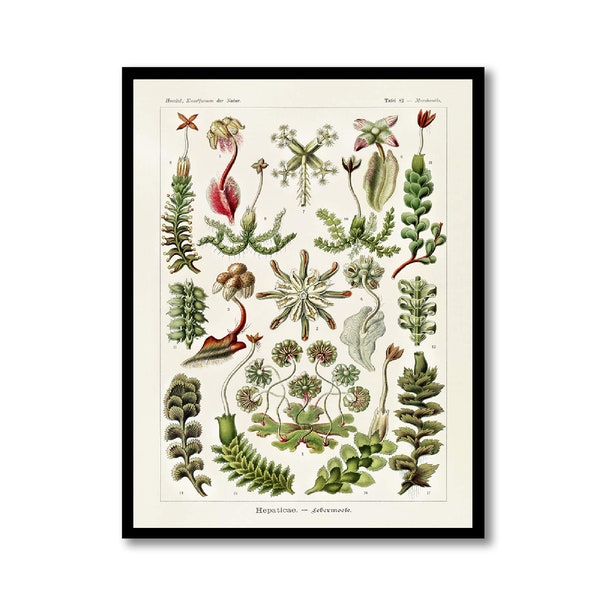 Haeckel Liverwort Illustration Art Decorative Wall Print Poster Home Decor Wall Hangings BUY 3 Get 4th PRINT FREE