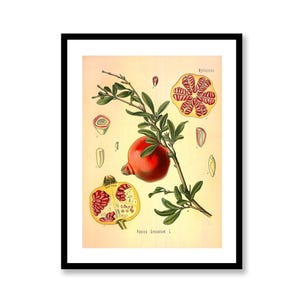 Pomegranate Punica Granatum = Vintage Medical Botanicals - Antique Plant and Herb Drawings - Kitchen Art Print