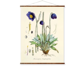 Blue Poppy Botanical Canvas: Vintage Himalayan Flower Art