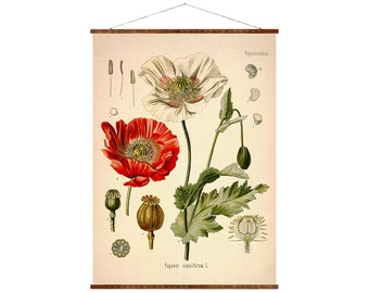 Opium Poppy Canvas Print: Vintage Botanical Art, Ready to Hang