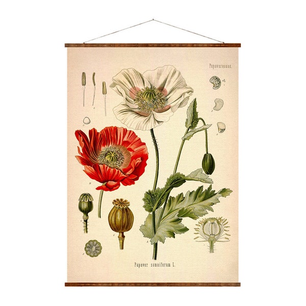 Opium Poppy Canvas Print: Vintage Botanical Art, Ready to Hang