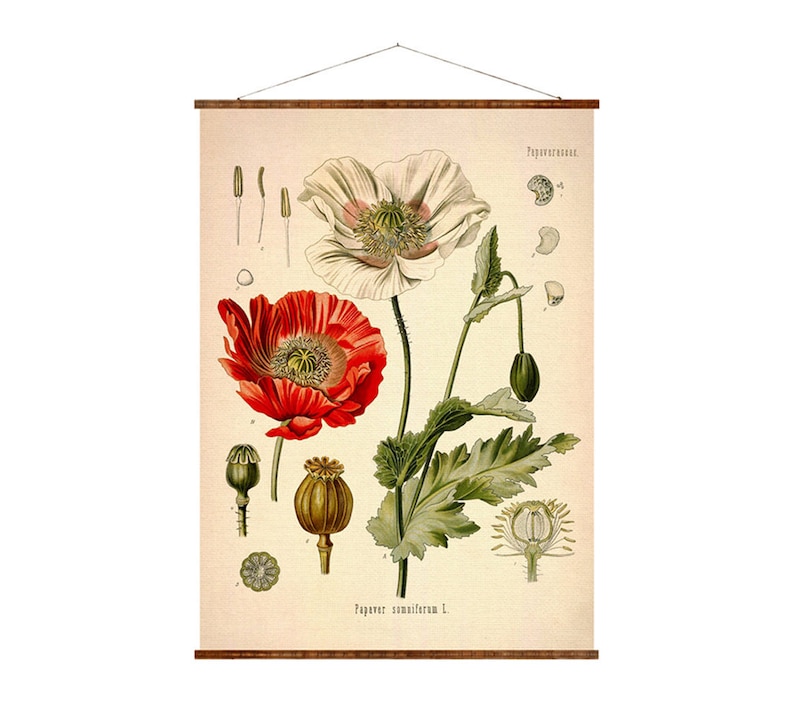 May include: A vintage botanical illustration of a poppy flower with red and white petals. The illustration includes the scientific name "Papaver somniferum L." and the common name "Papaveraceae".