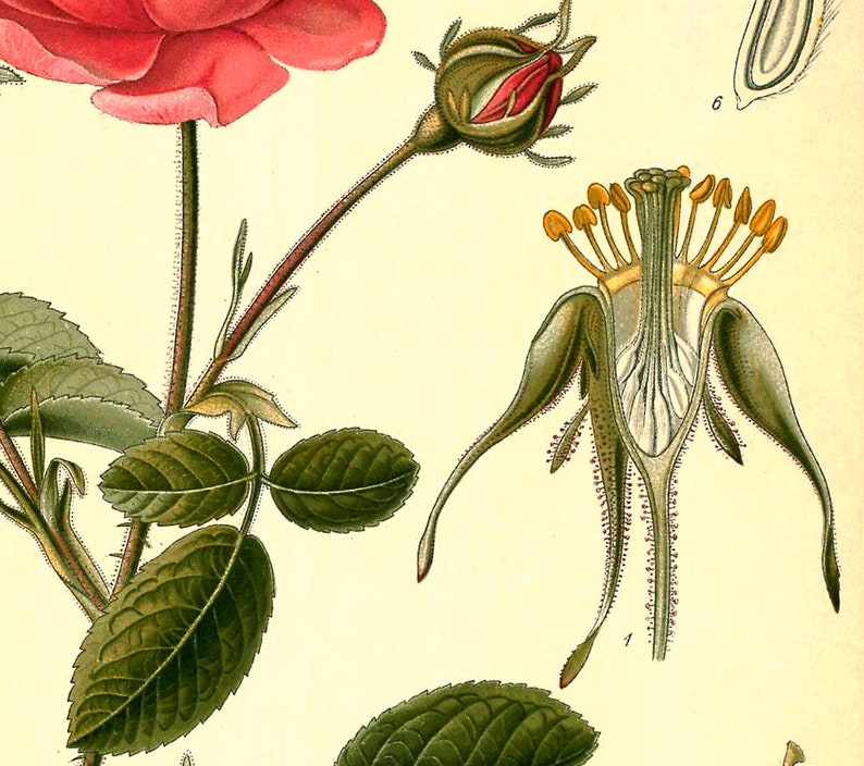 Cabbage Rose Vintage Medical Botanicals Rosa Centifolia Antique Plant and Herb Drawings Kitchen Art Decor BUY 3 Get 4th PRINT FREE image 5
