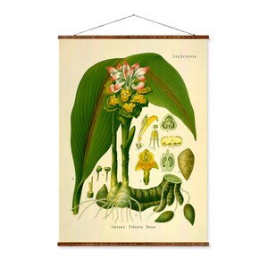 Jengibre (Curcuma Zedoaria Roscoe) Dibujos antiguos de plantas y hierbas medicinales botánicas listas para colgar Decoración de cocina Lienzo enrollable
