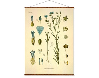 Linseed (Linum Usitatissimum Common Flax) Vintage Medical Botanicals Antique Plant and Herb Drawings Ready to Hang Kitchen Art Canvas Scroll