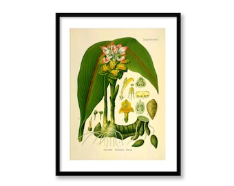 Ginger Curcuma Zedoaria Roscoe Vintage Medical Botanicals Antique Plant and Herb Drawings Kitchen Art Decor Print BUY 3 Get 4th PRINT FREE