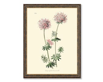 Long-Styled Crucianella Botanicals Floral Antique Plant and Herb Drawings  Kitchen Art Decorative Print BUY 3 Get 4th PRINT FREE