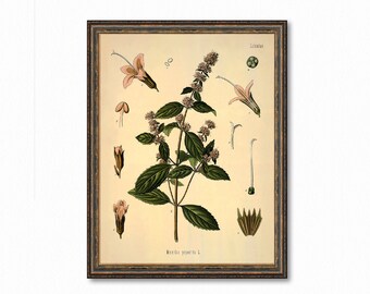 Mentha Piperita, Peppermint Botanical Antique Plant and Herb Drawings Kitchen Art Decorative Print BUY 3 Get 4th PRINT FREE