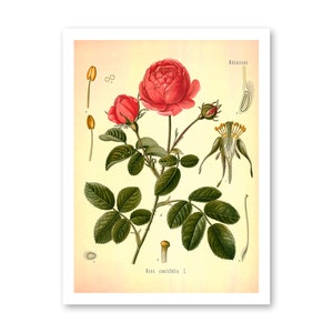 Cabbage Rose Vintage Medical Botanicals Rosa Centifolia Antique Plant and Herb Drawings Kitchen Art Decor BUY 3 Get 4th PRINT FREE image 3