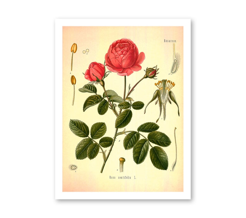 Cabbage Rose Vintage Medical Botanicals Rosa Centifolia Antique Plant and Herb Drawings Kitchen Art Decor BUY 3 Get 4th PRINT FREE image 3