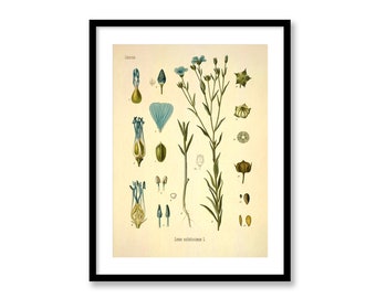 Linseed Linum Usitatissimum Common Flax Vintage Medical Botanicals Antique Plant and Herb Drawings Kitchen Art BUY 3 Get 4th PRINT FREE