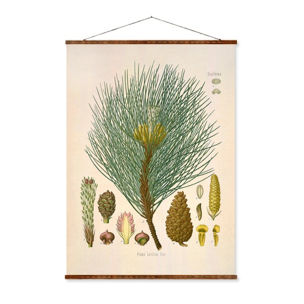 Pine (Pinus Nigra) Vintage Medical Botanicals Antique Plant and Herb Drawings Ready to Hang Kitchen Art Decorative Canvas Scroll