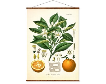Botanical Wall Art: Orange Citrus Print - Vintage Medical Illustration