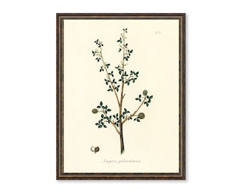 Torchwoods (Amyris gileadensis) Illustration Medical Botany Art Decorative Wall Print Flowers Wall Hangings BUY 3 Get 4th PRINT FREE