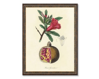 Pomegranate (Punica Granatum) Floral Antique Plant and Herb Drawings  Kitchen Art Decorative Print BUY 3 Get 4th PRINT FREE