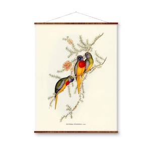 Splendid Grass-Parakeet (Euphema Splendida) Bird Illustrations on Canvas Ready to Hang Decorative Antique Wall Decor Canvas Scroll