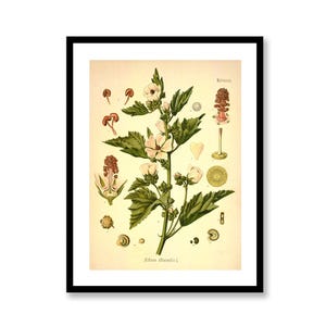 Marshmallow Malvaceae Althaea Officinalis - Vintage Medical Botanicals Antique Plant and Herb Drawing - Kitchen Art
