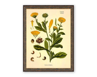 May include: A vintage botanical illustration of Calendula officinalis, also known as pot marigold, with yellow flowers and green leaves. The illustration is framed in a brown wood frame and includes the Latin name "Calendula officinalis L."