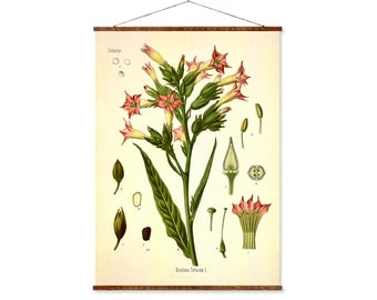 Tobacco Plant (Nicotiana Tabacum) Vintage Medical Botanicals Antique Plant and Herb Drawings Ready to Hang Kitchen Art Decor Canvas Scroll