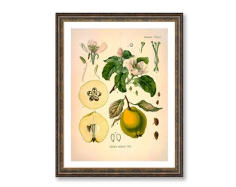 Quince Vintage Medical Botanicals Cydonia Vulgaris Pers Antique Plant and Herb Drawings Kitchen Art Decor Print BUY 3 Get 4th PRINT FREE