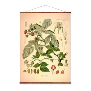 Raspberry Vintage Medical Botanicals Antique Plant and Herb Drawings Ready to Hang Kitchen Art Decorative Canvas Scroll