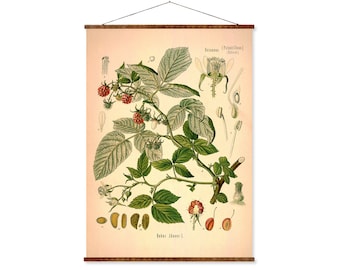 Botanical Canvas Scroll: Vintage Raspberry Print - Rustic Home Decor
