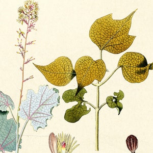Bocconia Cordata Willd Illustration Vintage Botanicals Antique Ready to Hang Kitchen Decorative Canvas Scroll image 4