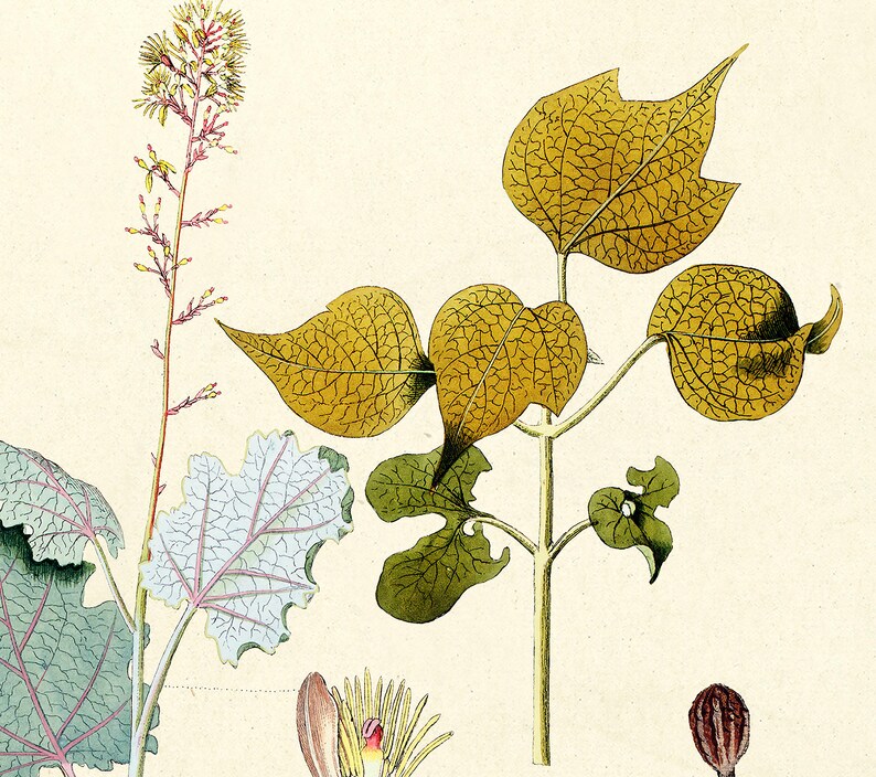 Bocconia Cordata Willd Illustration Vintage Botanicals Antique Ready to Hang Kitchen Decorative Canvas Scroll image 4