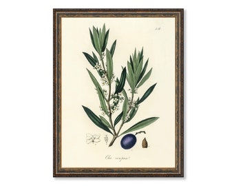 Olive (Olea Europaea) Floral Antique Plant and Herb Drawings  Kitchen Art Decorative Print BUY 3 Get 4th PRINT FREE