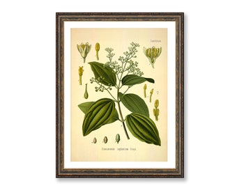 Cinnamon Vintage Medical Botanicals Cinnamomum Zeylanicum Breyn Antique Plant and Herb Drawings Kitchen Art Print BUY 3 Get 4th PRINT FREE