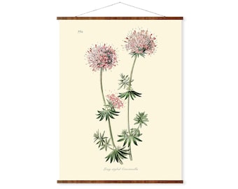 Long-Styled Crucianella Antique Plant and Herb Drawings Ready to Hang Kitchen Decorative Canvas Scroll